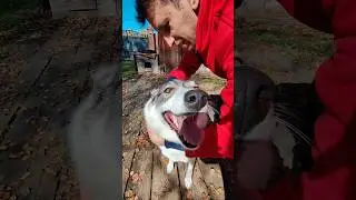 эти бешеные глаза, когда отпускаешь собаку с цепи.