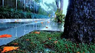 A Symphony of Rain and Fallen Leaves ; A quiet afternoon, a rainy melody.