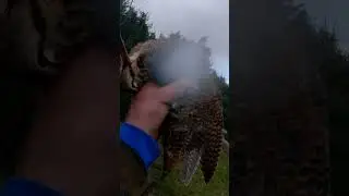 woodcock shooting in Ireland 2022-2023
