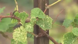 Partners in Wine: Lubbock couple makes grape-free wine
