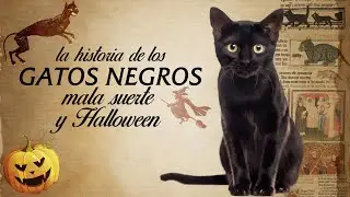 La leyenda de los GATOS NEGROS 🖤🧙‍♀️🎃¿Por qué se dice que dan MALA SUERTE y se vinculan a HALLOWEEN?