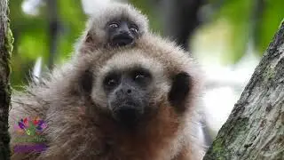 Mono TOCON Callicebus oenanthe