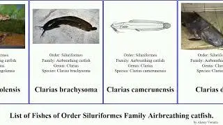 List of Fishes of Order Siluriformes Family Airbreathing catfish. clarias walking nops typus Fuse