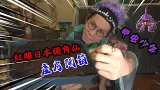 【甲虫少年】{ 嘉士伯重返虫界?!日本紅眼獨角仙產房開箱! } #甲虫少年 #teensbeetle #カブトムシ #クワガタ #兜蟲 #鍬形蟲 #beetles