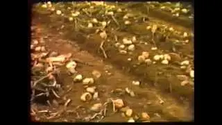 Farming in Newfoundland and Labrador 1987