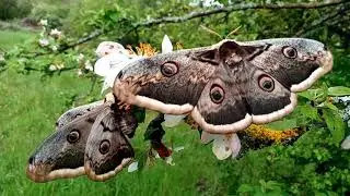 The Big Emperor Moth. Saturnia Pyri . Movement..
