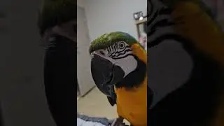 고양이 vs 앵무새  앵무새완승 앵무새형재애