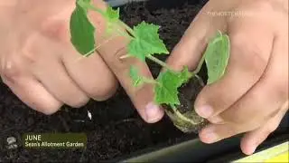 Садовый участок Шона 22: фасоль, яблоки, огурцы, лук, дающий семена