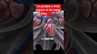 Le poulpe a trois c&oelig;ur et du sang bleu #animauxincroyable #faitsanimaux #mondeanimal #sciencenature