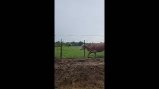 Why do Cows chase cars? #cows #cowcart #nature
