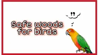 safe and unsafe woods for birds.