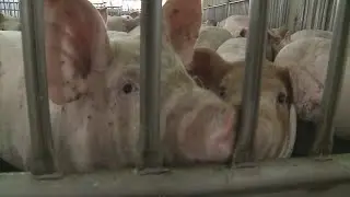 Shuttered Worthington Pork Plant Resumes Limited Hog Processing