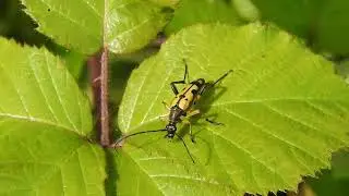 Black and Yellow Longhorn Beetle (Rutpela maculata)