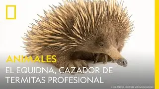 Los equidnas son mucho m&aacute;s que unas espinas defensivas | ANIMALES | NATIONAL GEOGRAPHIC ESPA&Ntilde;A