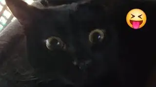 ASMR That face my cat makes when balancing 😹 Deep Tingles And Purrs #asmr #cats #cutecat #happycats 