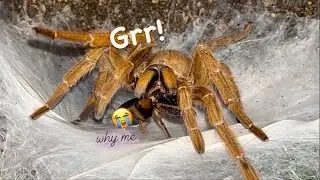 Adult TARANTULAs are HUNGRY !!! ~ Feeding Video like Old Times (kinda) !!!