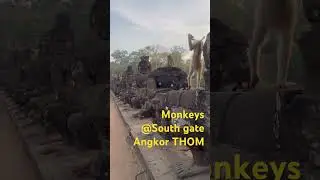 Monkeys, some must be feeding them, now at Angkor THOM South Gate! #monkey #angkorwat