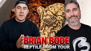 You Have To See This Reptile Collection! Insane Reptile Room Tour!