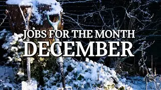 December Jobs for the Allotment & Garden | Weeding Garlic, Replanting Leeks and Green Manure
