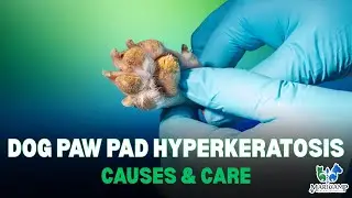 Dog Paw Pad Hyperkeratosis | Causes, Risks, and Care Tips
