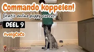 #volgCoCo deel 9 - Commando koppelen - vuurwerk training - CoCo ruikt wiet;-)