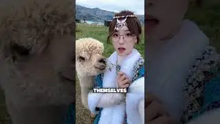 Alpaca Spitting Behavior