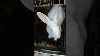 Cute Rabbit Funny #cute #like #monkey #donkey #camel #share #cats #animals #cat #rabbit