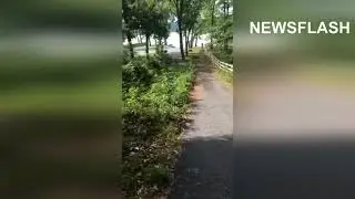 Tortoise Caught In The Act Roles Off Downhill
