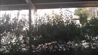 Doxie chasing squirrel