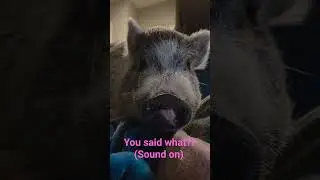 You said what?! Having a conversation with a mini pig #sounds