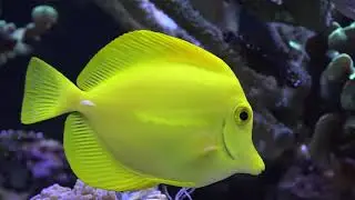 $71