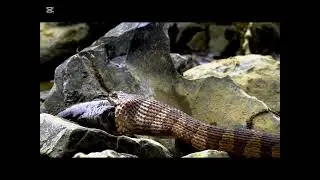 How Snakes Catch Their Prey! 😱🐍