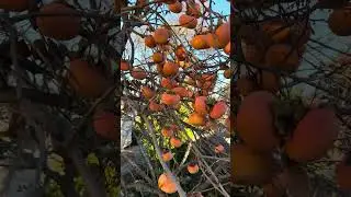 Хурма зимой. Полезные качества.#хурма #фрукты #садовод#огород#фрукт