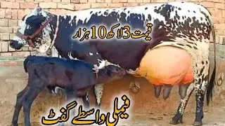 💎24 Oct 2025||Friesian Cholistani cross cow for sale milk 18kg 📞(0326-3951451) YouTube in Pakistan 