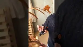 兰花