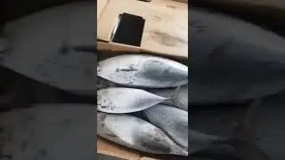 Wholesale Bullet Bonito Tuna 500-1000g BQF Seafrozen Whole Round Bonito Fish for Sale
