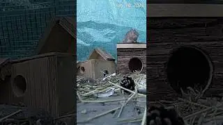 🐭 Mouse Hops Across  Mouse Village Rooftops | Tiny Explorer Adventure 🏡✨#mouse #garden #wildlife