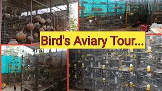 Our Birds Aviary Tour now....#birdsbreeding#birdstypes#birdssale