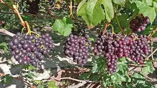 Кишмиш Велетень смачний і великий
