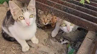 Hungry Little Kitten Faces Peek From Their Shelter Asking for Food