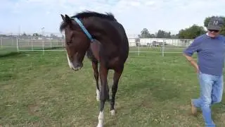 Lord Admiral at the Farm