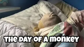 The pg tips monkey show the day of a monkey 1st episode
