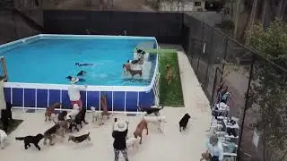 Dogs First Swims in MASSIVE dock diving POOL | Doggie Daycare Australia The Farm