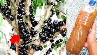 MELHOR ADUBO PARA JABUTICABA DESENVOLVER RÁPIDO (Recupera o solo e folhas)