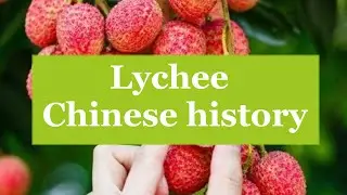 Lychee | The chinese history