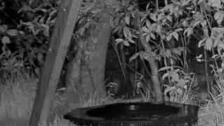 LIVE Animal Cam     Mouse or Flying Squirrel  ?   5-12-19 2325