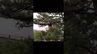 Trempealeau Eagles / explore.org ~ TE3 has left the building ~ 7/13/2025 #baldeagles #eaglecams