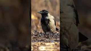 When you're an ordinary crow, but you pose better than glamor models #crow #model #birds #photo