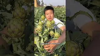 Artichoke garden and cutting skills harvesting from farmers with beautiful natural