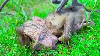 Good Morning! Poor Baby Monkey is Sleepy While Playing in the Water at the Field
